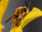 California photographer is on quest to photograph hundreds of native bees
